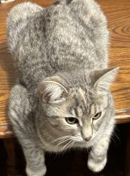 Lost Female Cat last seen Walnut street and State Road 1 in Leo, Leo-Cedarville, IN 46765