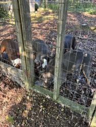 Found/Stray Female Dog last seen Poteet rd SE, Bradley County, TN 37323