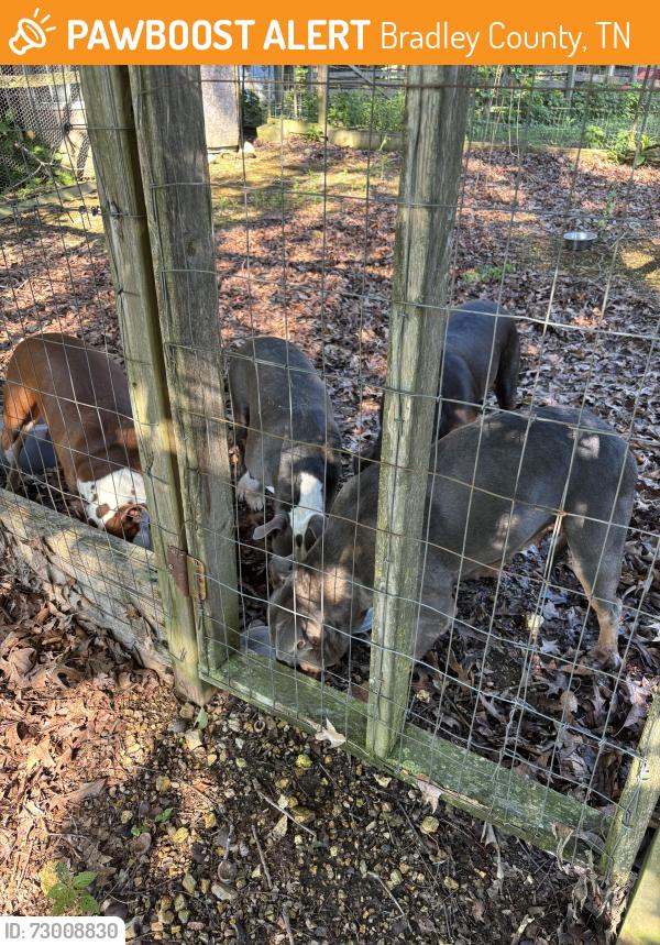 Found/Stray Female Dog last seen Poteet rd SE, Bradley County, TN 37323