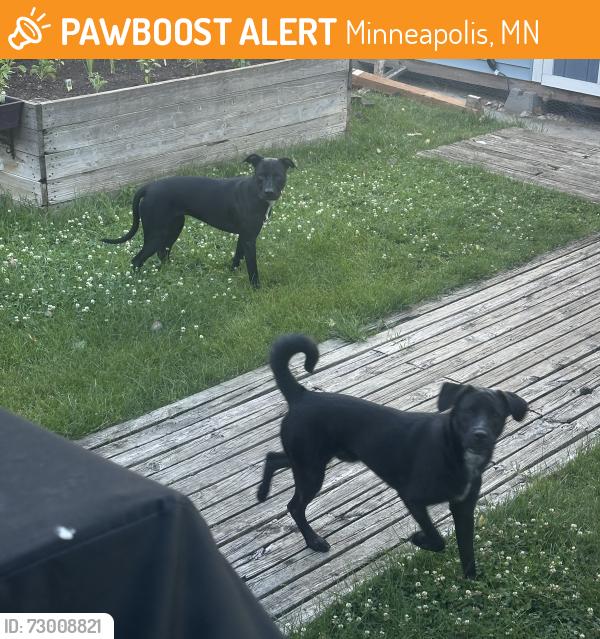 Found/Stray Unknown Dog last seen Near blocks of Bryant Ave and Aldrich Ave S, Minneapolis, MN 55405
