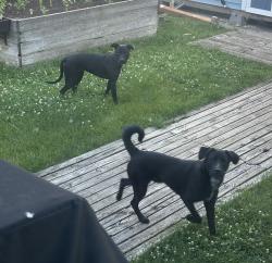 Found/Stray Unknown Dog last seen Near blocks of Bryant Ave and Aldrich Ave S, Minneapolis, MN 55405