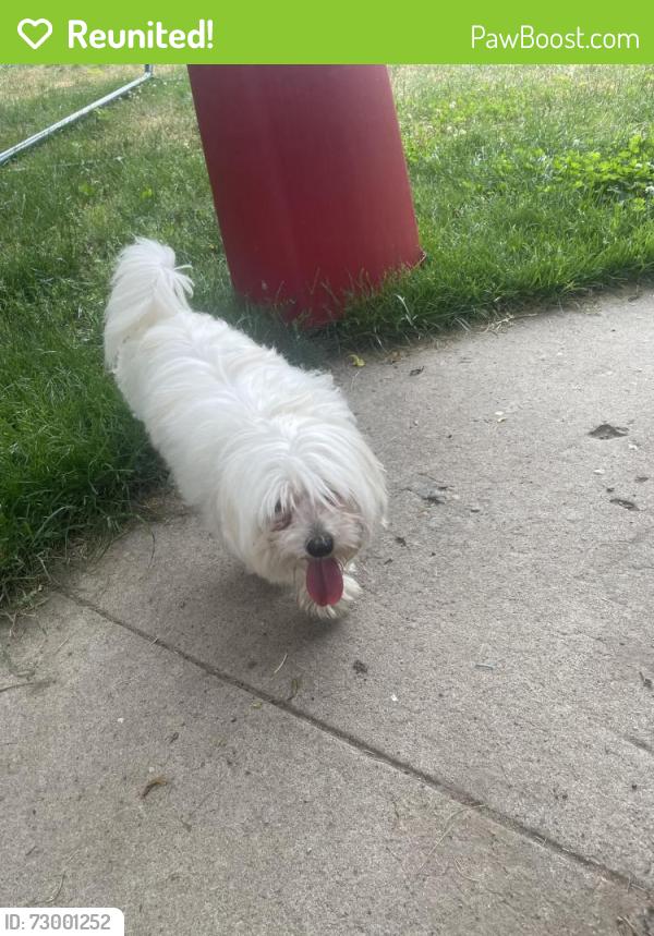 Reunited Male Dog last seen 8th and pleasant st, Schenectady, NY 12305