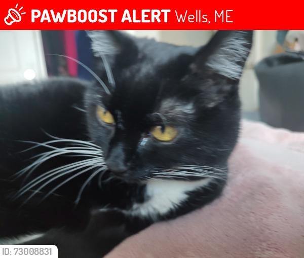 Lost Female Cat last seen Rt. 109, Wells, ME 04090