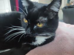 Lost Female Cat last seen Rt. 109, Wells, ME 04090