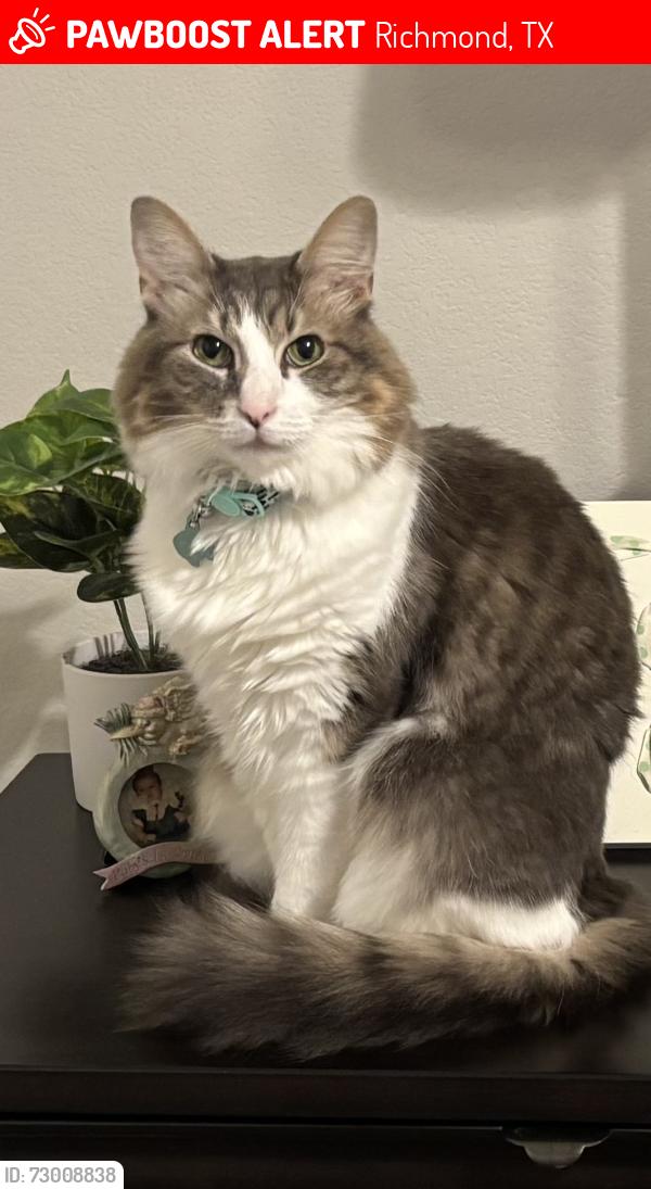 Lost Male Cat last seen Creekside Ranch, Richmond, TX 77406