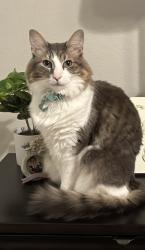 Lost Male Cat last seen Creekside Ranch, Richmond, TX 77406