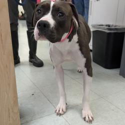 Shelter Stray Female Dog last seen , Animal Care & Control Team of Philly, 111 W Hunting Park Ave, Philadelphia, PA 19140, USA