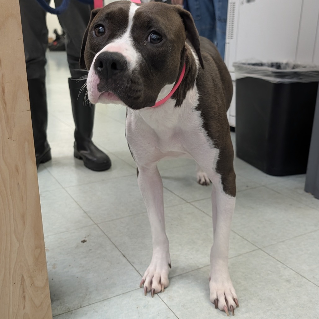 Shelter Stray Female Dog last seen , Animal Care & Control Team of Philly, 111 W Hunting Park Ave, Philadelphia, PA 19140, USA