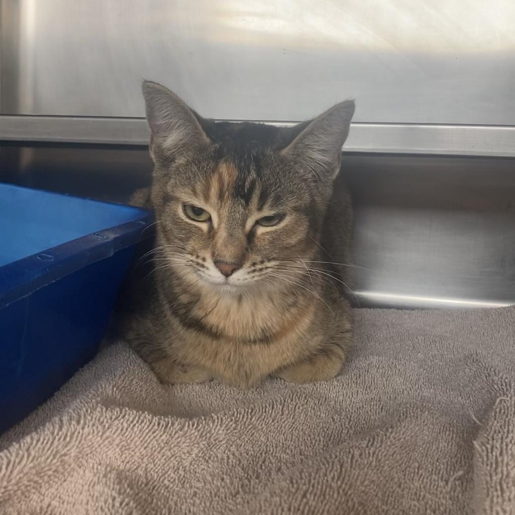 Shelter Stray Female Cat last seen , 54687 Co Rd 19, Bristol, IN 46507, USA