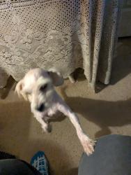 Reunited Female Dog last seen Sandpiper and Whitaker Way , Spring, TX 77373