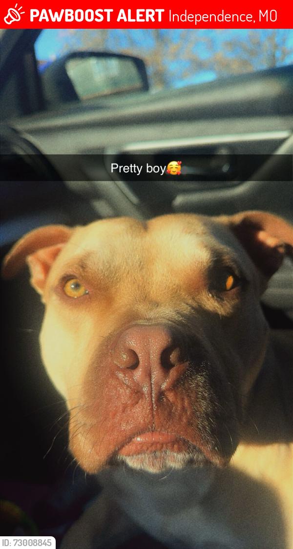 Lost Male Dog last seen Dollar general by 24 highway, Independence, MO 64056