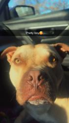 Lost Male Dog last seen Dollar general by 24 highway, Independence, MO 64056