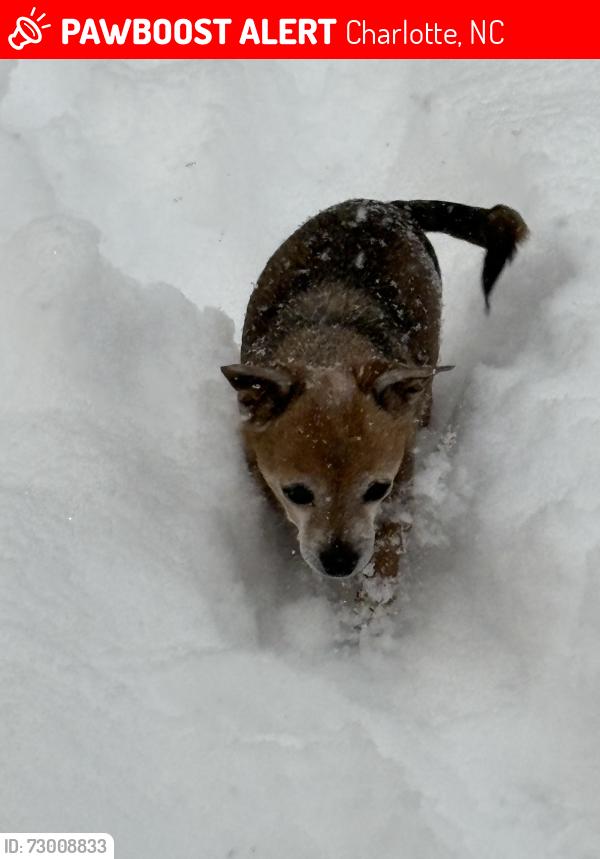 Lost Male Dog last seen Clyde street, Charlotte, NC 28208