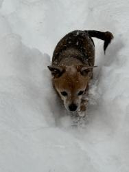 Lost Male Dog last seen Clyde street, Charlotte, NC 28208
