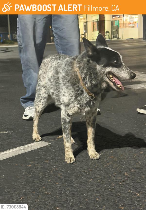 Found/Stray Male Dog last seen Wingstop, Fillmore, CA 93015
