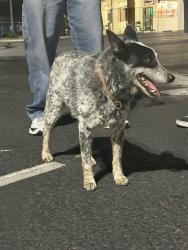 Found/Stray Male Dog last seen Wingstop, Fillmore, CA 93015
