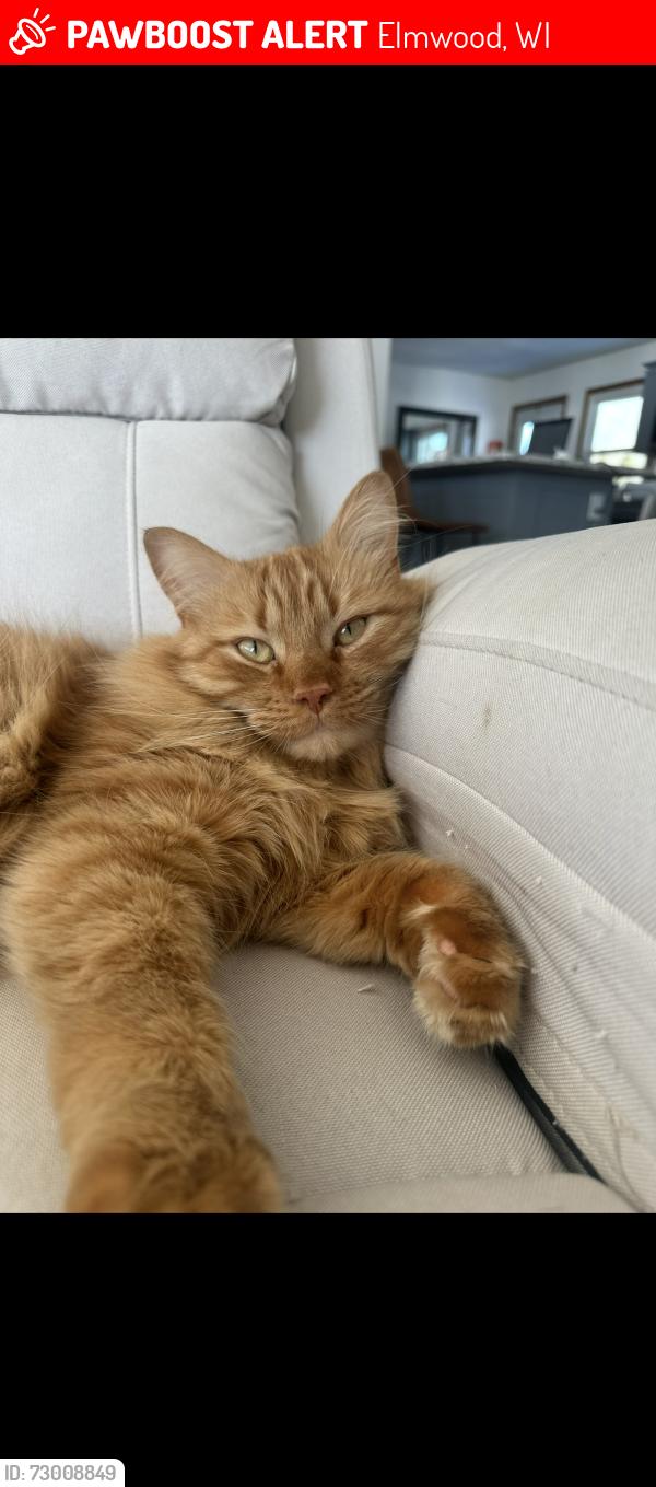 Lost Male Cat last seen Near S Butternut st, Elmwood, WI 54740