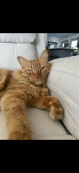 Lost Male Cat last seen Near S Butternut st, Elmwood, WI 54740