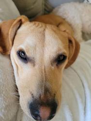 Reunited Male Dog last seen Curtis Dr and radio ave, sound Beach ny, Sound Beach, NY 11789