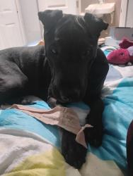 Reunited Female Dog last seen Washington Blvd and Vineyard St., Los Angeles, CA 90034