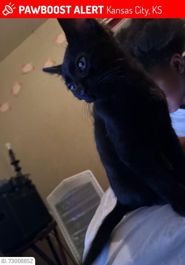 Lost Male Cat last seen Georgia 63rd, Kansas City, KS 66104