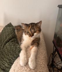 Lost Female Cat last seen Bennington place, St. Louis, MO 63146