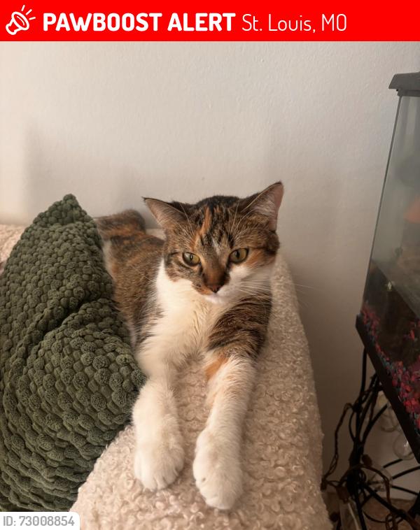 Lost Female Cat last seen Bennington place, St. Louis, MO 63146