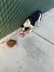 Found/Stray Male Dog last seen Fairfax, Bakersfield, CA 93307