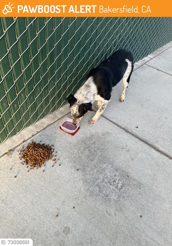 Found/Stray Male Dog last seen Fairfax, Bakersfield, CA 93307
