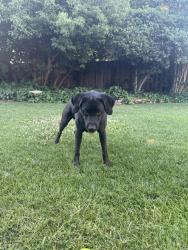 Reunited Female Dog last seen Bronson Dr. and Iris- granite bay ca, Granite Bay, CA 95746