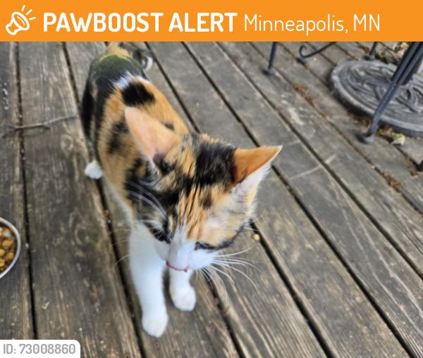 Found/Stray Female Cat last seen Harriet Ave. And 27th Street , Minneapolis, MN 55408