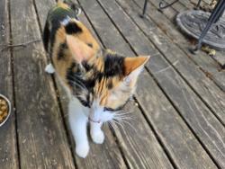 Found/Stray Female Cat last seen Harriet Ave. And 27th Street , Minneapolis, MN 55408