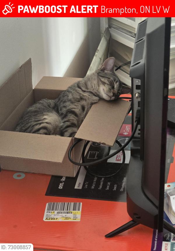 Lost Male Cat last seen Abell,Kirkland, Hansen., Brampton, ON L6V 2W5