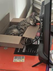 Lost Male Cat last seen Abell,Kirkland, Hansen., Brampton, ON L6V 2W5