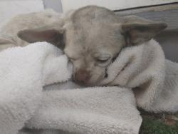 Found/Stray Male Dog last seen Market st , San Diego, CA 92102