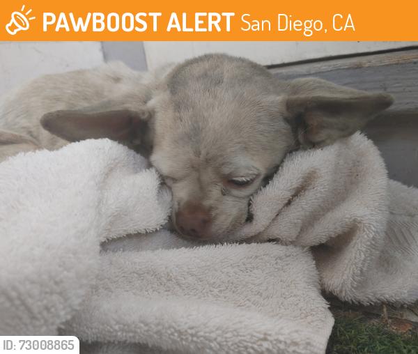 Found/Stray Male Dog last seen Market st , San Diego, CA 92102