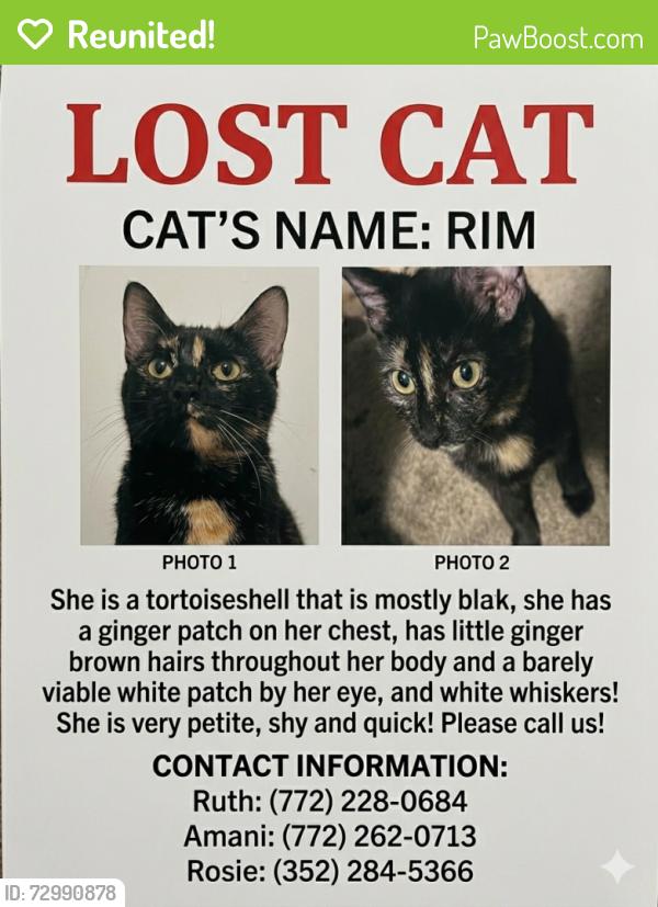 Reunited Female Cat last seen Cumberland Farms (Del Rio Blvd & California), Port St. Lucie, FL 34953