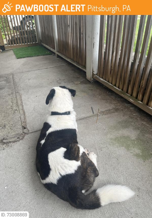 Found/Stray Male Dog last seen Kenny Ross Ford, Pittsburgh, PA 15234