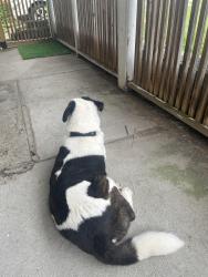 Found/Stray Male Dog last seen Kenny Ross Ford, Pittsburgh, PA 15234