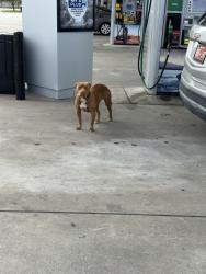 Found/Stray Female Dog last seen In Maverick gas station parking lot, Broken Arrow, OK 74014