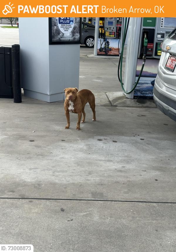 Found/Stray Female Dog last seen In Maverick gas station parking lot, Broken Arrow, OK 74014