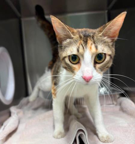 Shelter Stray Female Cat last seen Near BLOCK RUSSELL ST, DETROIT MI 48211, 7401 Chrysler Dr, Detroit, MI 48211, USA