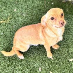 Shelter Stray Male Dog last seen KIJIK TRL & MATTIODA RD GROVELAND, 12280 County Rd 448, Tavares, FL 32778, USA