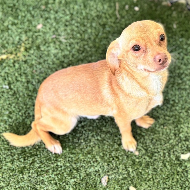 Shelter Stray Male Dog last seen KIJIK TRL & MATTIODA RD GROVELAND, 12280 County Rd 448, Tavares, FL 32778, USA