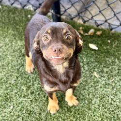 Shelter Stray Male Dog last seen KIJIK TRL & MATTIODA RD GROVELAND, 12280 County Rd 448, Tavares, FL 32778, USA