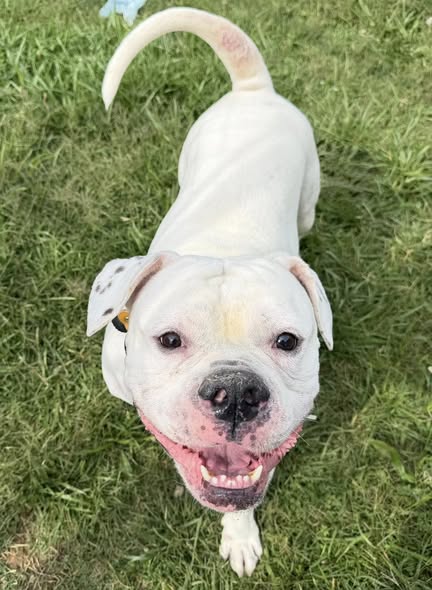 Shelter Stray Male Dog last seen Near BLOCK POSSIBILITY WAY, 3528 Newburg Rd, Louisville, KY 40218, USA