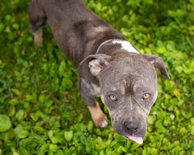 Shelter Stray Female Dog last seen Near BLOCK FERNDALE RD, 3528 Newburg Rd, Louisville, KY 40218, USA