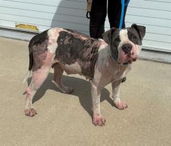 Shelter Stray Female Dog last seen Near BLOCK BOWEN AVE, 3528 Newburg Rd, Louisville, KY 40218, USA