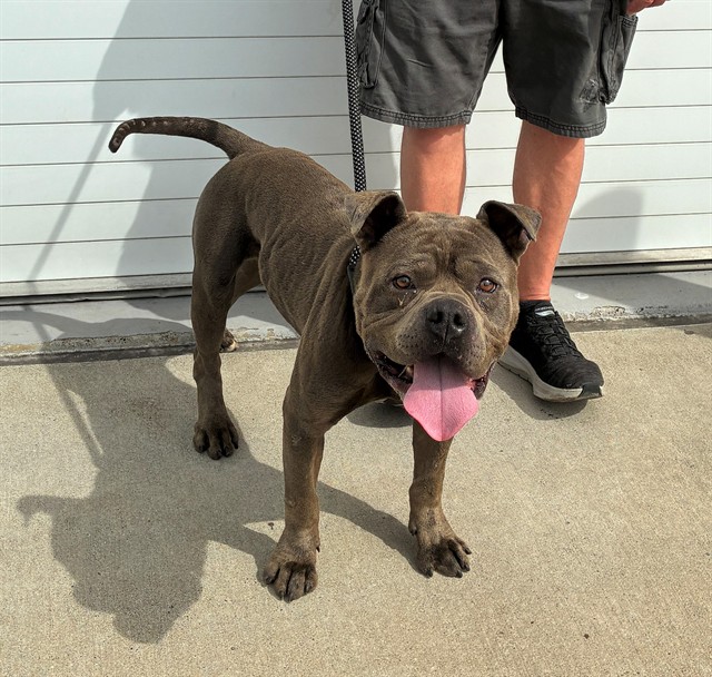 Shelter Stray Male Dog last seen Near BLOCK LOGSDON CT, 3528 Newburg Rd, Louisville, KY 40218, USA