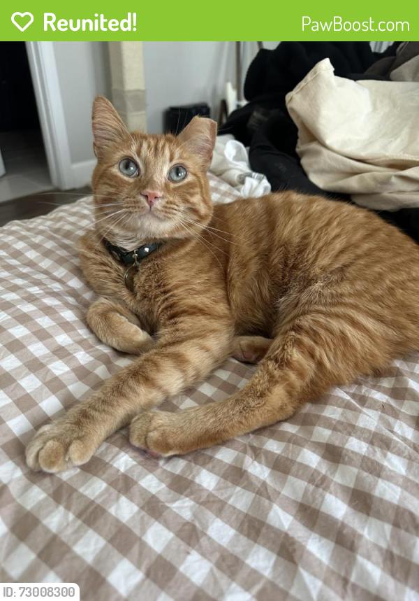 Reunited Male Cat last seen Altura Ave and Pennsylvania ave, Glendale, CA 91214